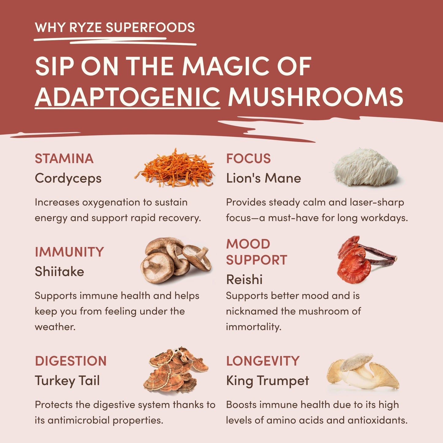 Mushroom Chicory (1 Pack - 30 Servings) - SF7L