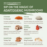 Mushroom Matcha (1 Pack - 30 Servings) - QLJF